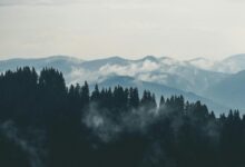 aerial photography of pine trees on the mountain