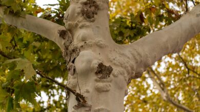 close up of a plane tree trunk with green leaves
