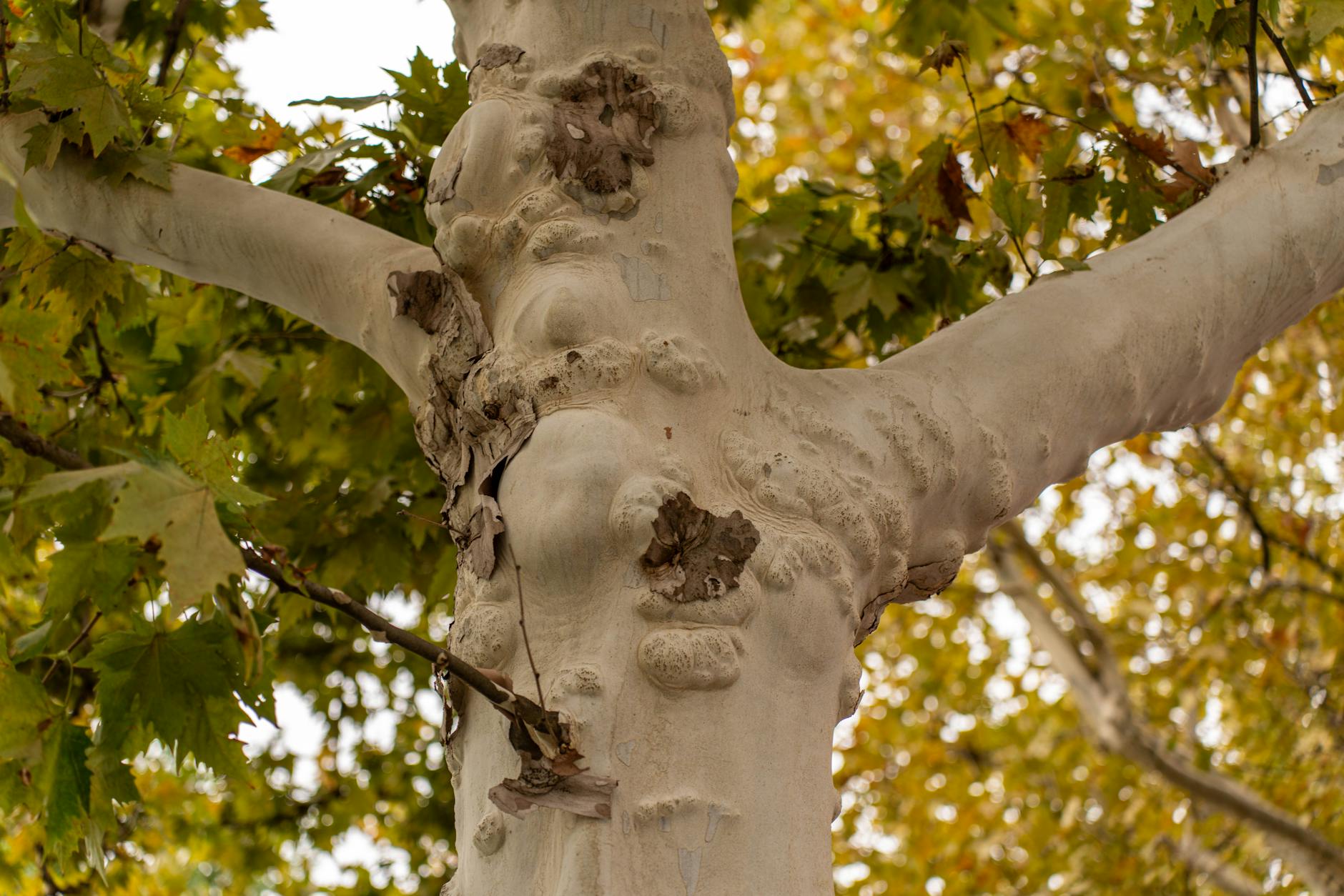 close up of a plane tree trunk with green leaves