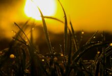 macro photography of grass with water dew