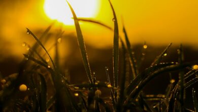 macro photography of grass with water dew