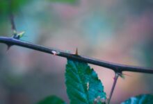 green leaf plant in close up photography