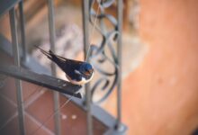 blue and black bird on top of metal frame