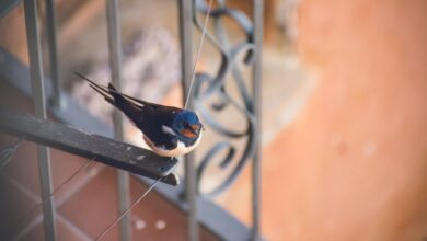 blue and black bird on top of metal frame