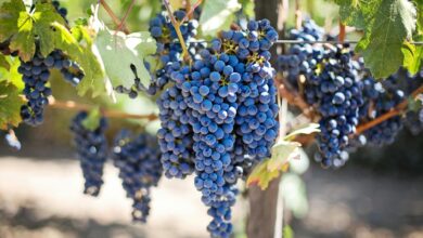 grapes