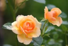 orange rose flower in bloom during daytime